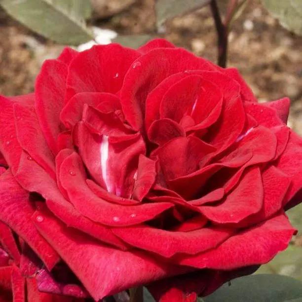Deep Secret Hybrid Tea Rose (Rosa Deep Secret) 1